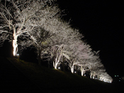 三原桜並木のライトアップの画像
