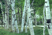 白い樹皮が美しいシラカバの画像です