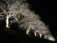 三原桜並木のライトアップ