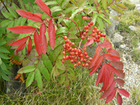 ナナカマドの紅葉(葉・実）の画像です